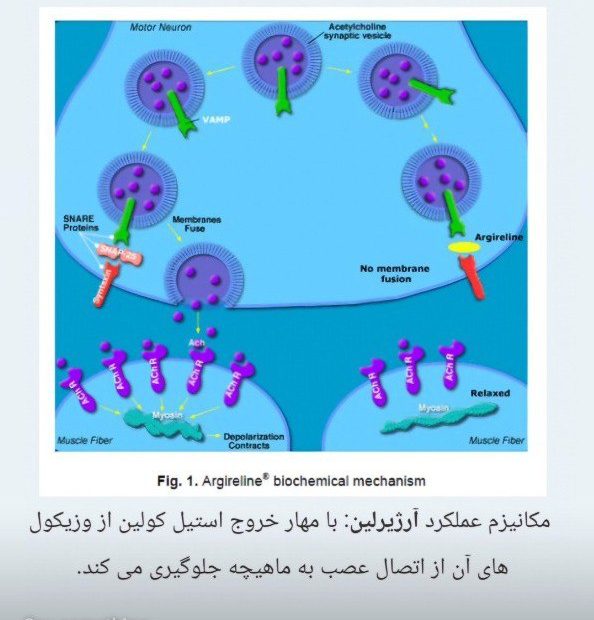 حسین زاده سایت 2